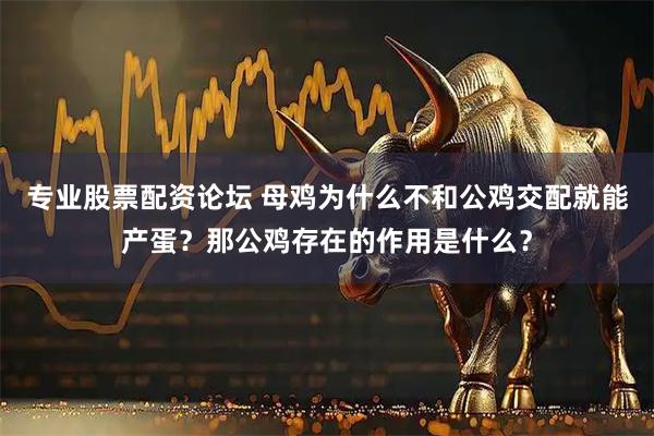 专业股票配资论坛 母鸡为什么不和公鸡交配就能产蛋？那公鸡存在的作用是什么？